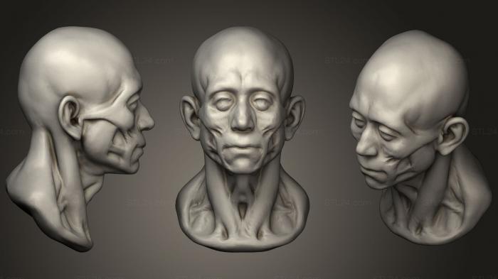 Anatomy of skeletons and skulls (Ecorche Head, ANTM_1188) 3D models for cnc